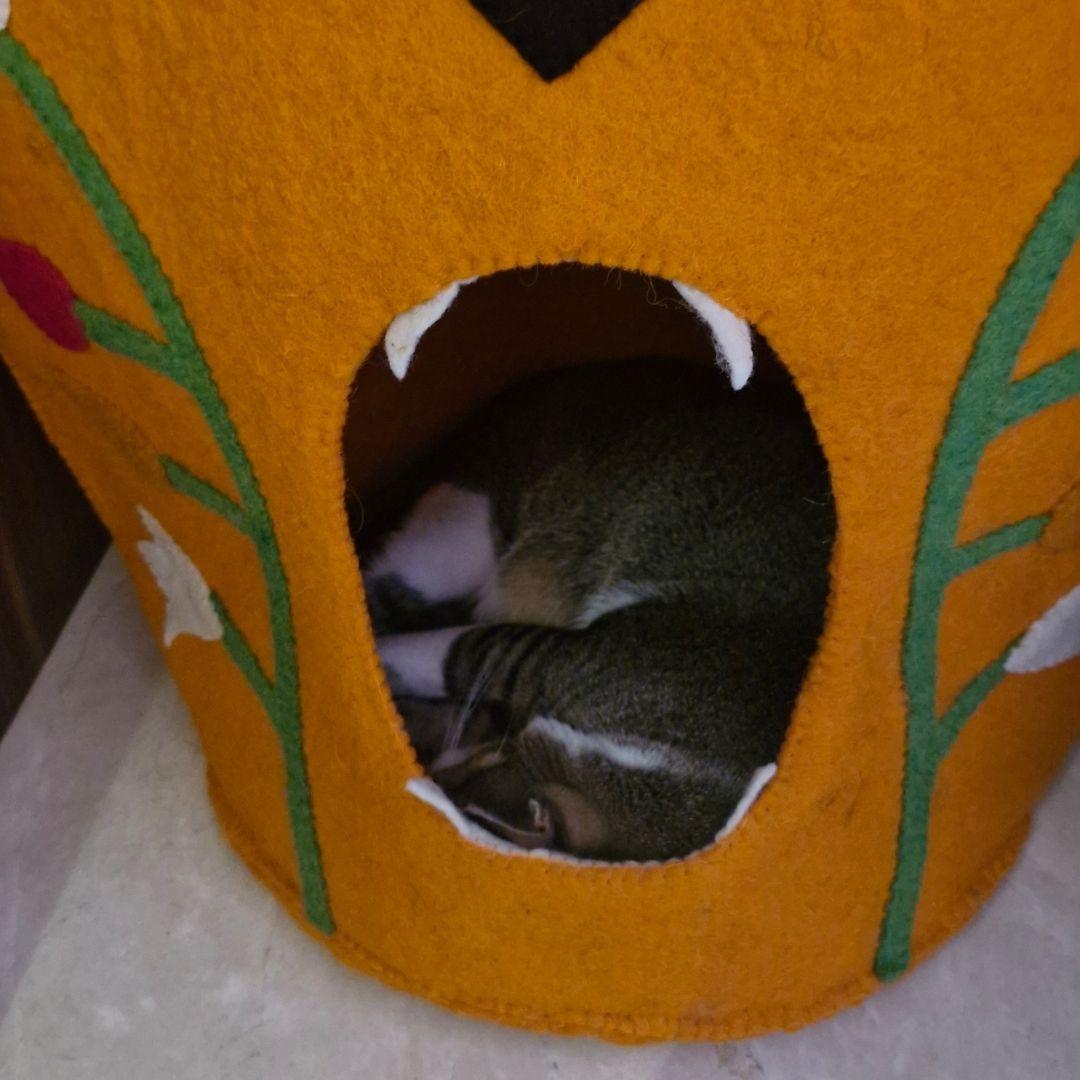 Tabby Hersheys Pet Cat Cave